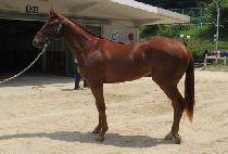 û������ (CHEUNGDAM GENIE) ����