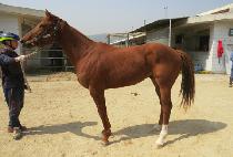 ���ϵ�����Ʈ (WILD FIGHT) ����