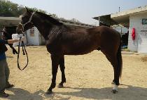 �ڷ���ī�ٿ� (CORRE MI CABALLO) ����