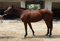 �س��� (HAE NARAE) ����