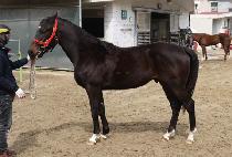 �Ｚ���� (SAMSEONG DONGHANG) ����