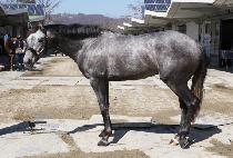 ���Ǻ��̿� (NAUI BICHIYEO) ����