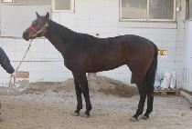 ������ (GOLDEN BLACK) ����