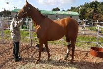 MARIA'S LEGEND picture