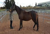 /I'M FROM DIXIE picture