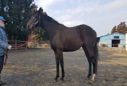 �ű۷��� ����