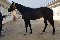 �⸷���ο� (GIMAKIN INYEON) ����