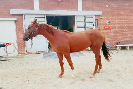 �ڻ� ����