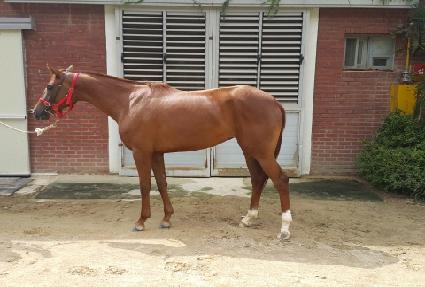 �н�Ʈ���� ����