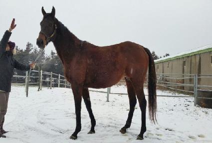 ������� ����