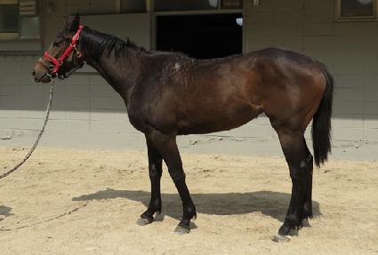 ����ũ��Ÿ ����