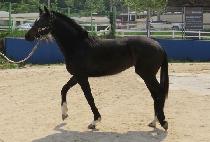 ����ǮĹ (WONDERFUL CAT) ����