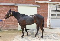 DREAM CHASER picture