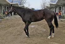 ���̺� (HIVE) ����