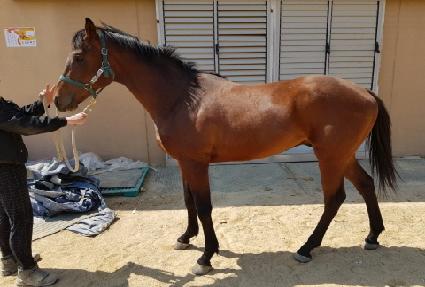 ���������� ����