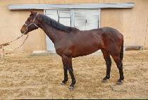 ���䰡���� (ROCK PEGASUS) ����