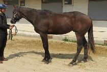 ǻó���̾� (FUTURE FIRE) ����