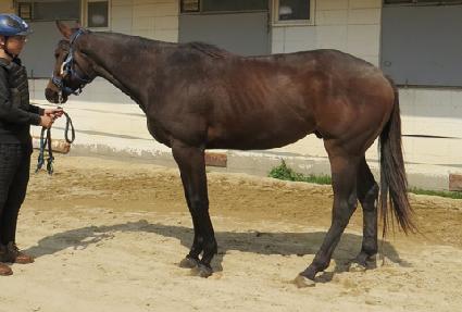 ǻó���̾� ����