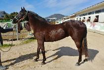 ���丮���� (VICTORY RUNNER) ����