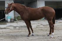 �ʵ����̴� (CHODONG SHINY) ����