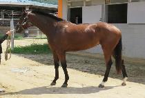 �׷���Ʈ���� (GREAT WAY) ����