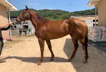 ���̾�����Ʈ (GIANT��S HEART) ����