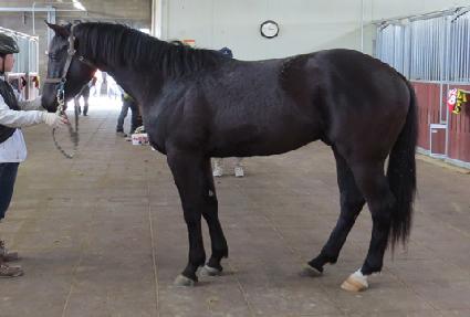 �Ӵ�è�� ����