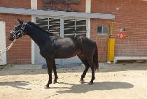 ����Ȳ�� (KWAEHAN HWANGGEUM) ����