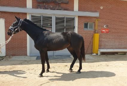 ����Ȳ�� ����