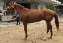 KOREA GIJEOK picture