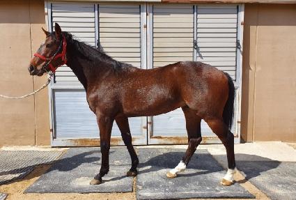 Ʈ���ø��� ����