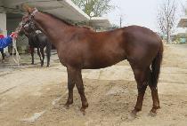 ������ (WANG TAENG I) ����