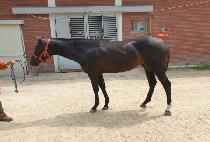 �۽�Ʈ����� (FIRST EDITION) ����