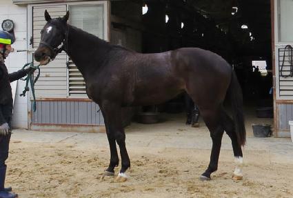 �ٺ�����̵� ����