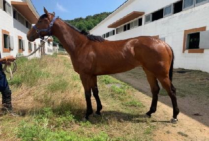 ��������̾� ����