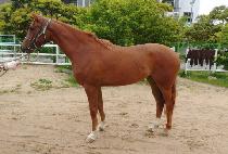 KINGS LANDING picture