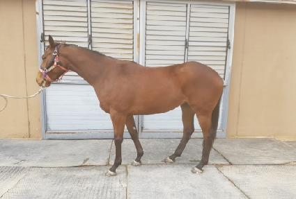 �Ƶ������� ����