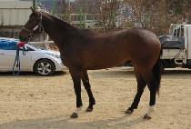 ��罺��ġ (GOLDEN SWITCH) ����