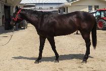 õ��ȭ�� (CHEONJI HWARANG) ����