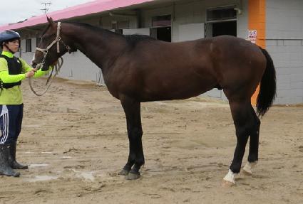 ����Ʈ��ǳ ����