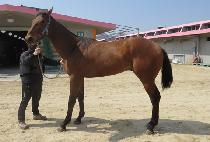 �帲���� (DREAM PO RE) ����