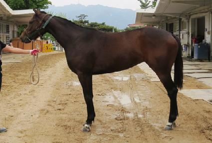 ����Ʈ��Ƽ ����