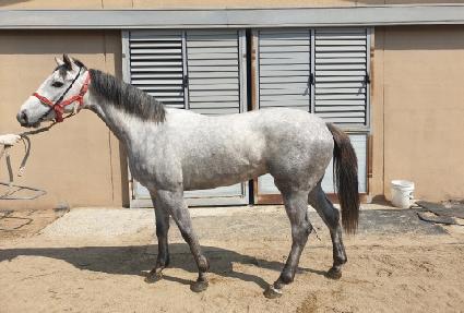 ������ ����