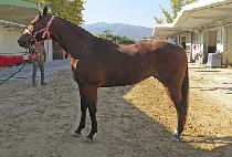 ���Ÿ���� (LUXURY GOLD) ����