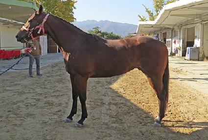 ���Ÿ���� ����