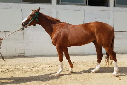 ���׽�Ÿ ����