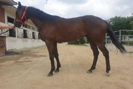 �����뺴 ����