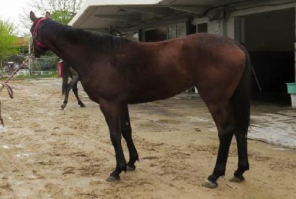 ����ī ����