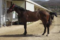 ���ϵ�ŷ�� (WILD KINGDOM) ����