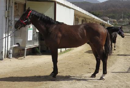 ���ϵ�ŷ�� ����